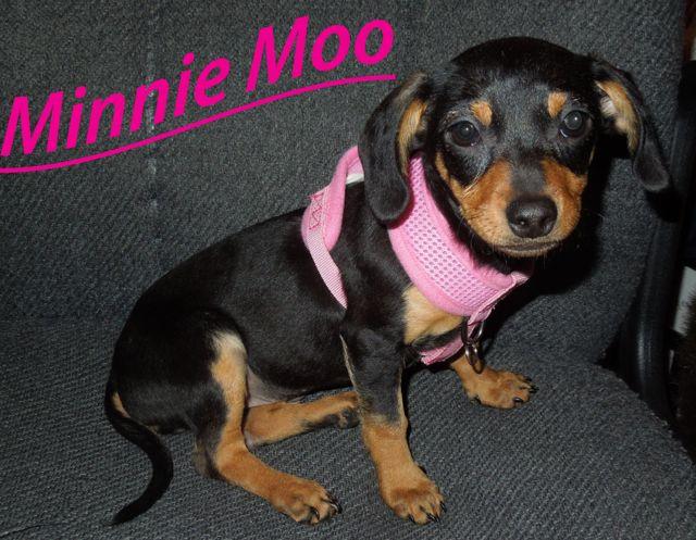 Minnie Moo w/SS (ARK #2343)