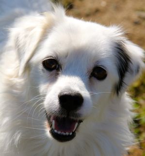 Sadie w/SB (ARK #1559)